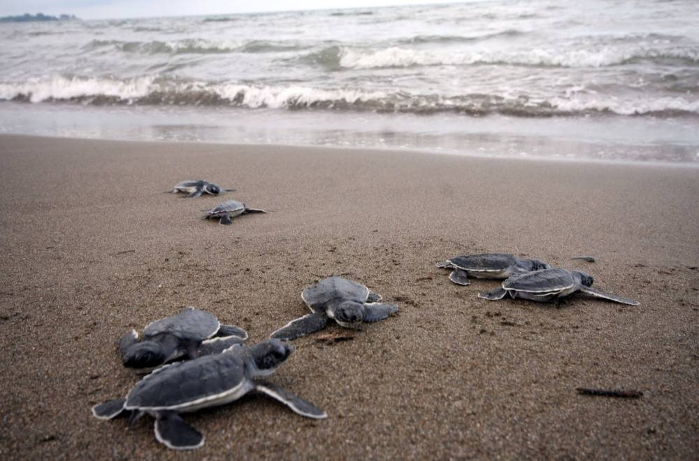 Marinos Liberan Cr As De Tortuga En Zihuatanejo El Sol De