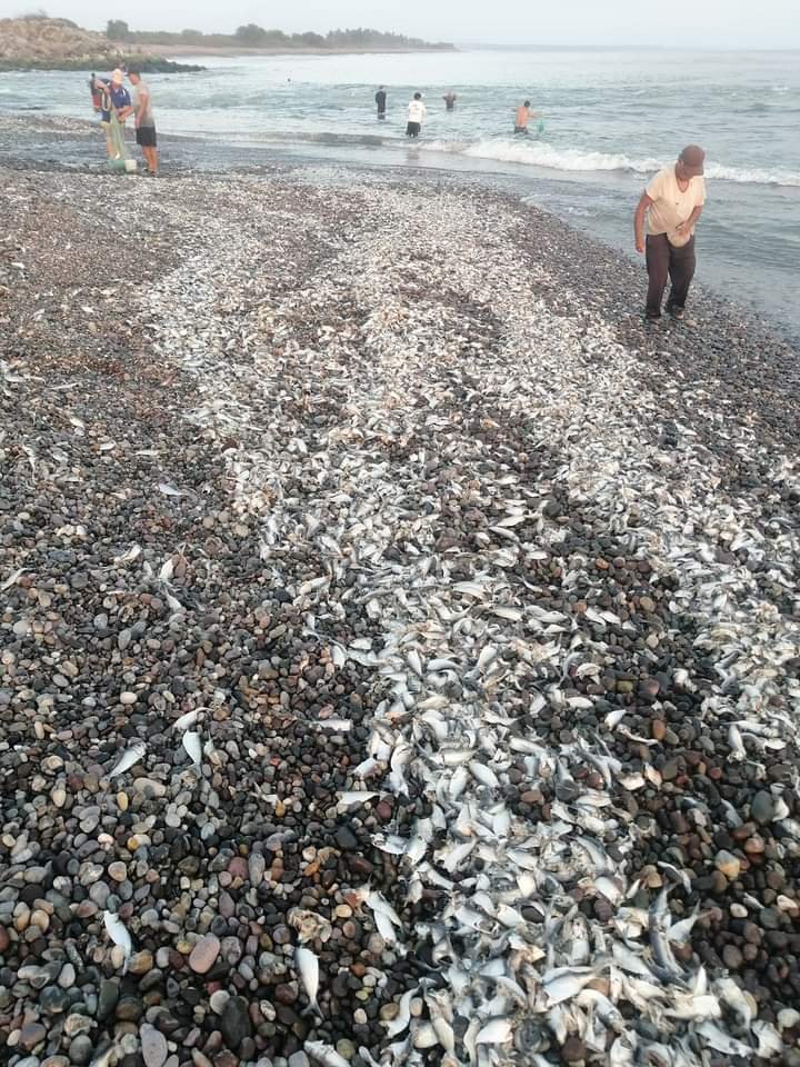 CFE deja más de 100 toneladas de sardinas muertas cada día El Sol de