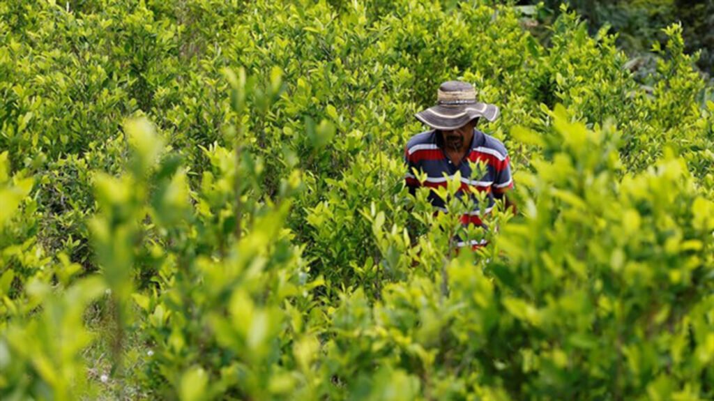 Narcos De Sudamérica Cultivan Hoja De Coca En La Sierra De Guerrero ...