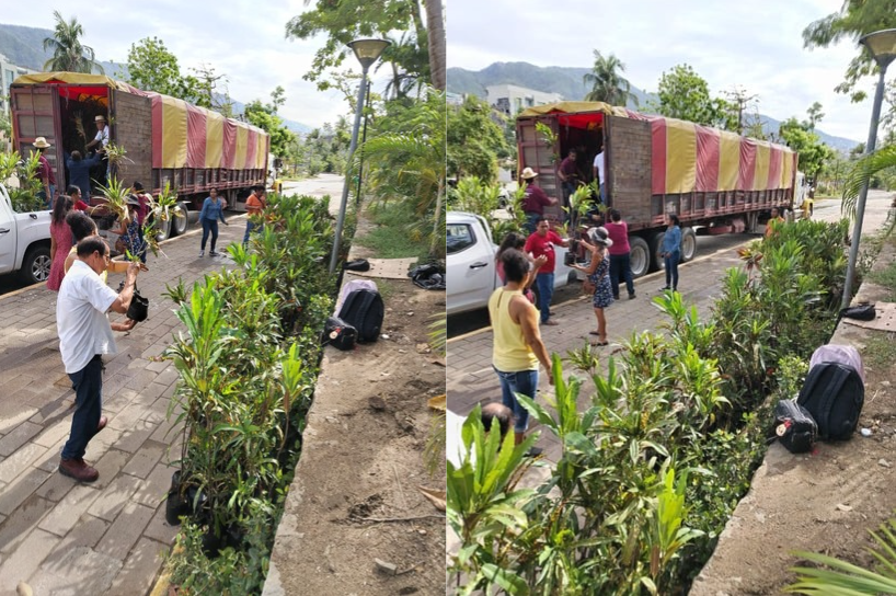 ​Gobierno de la CDMX dona 2 mil plantas para reforestar Acapulco – El Sol de Chilpancingo